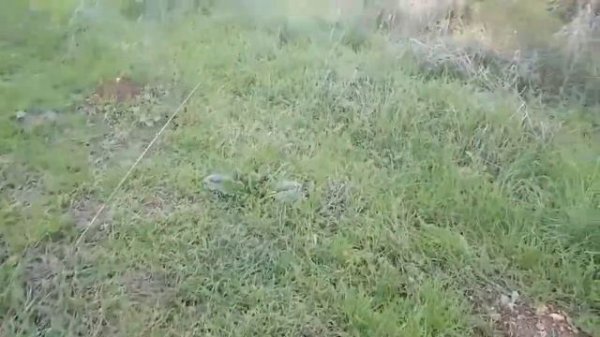 Полезные советы.Мандрагора Mandrake Useful Tips! Tips #сад #мандрагора #море#горы#прогулка#Review