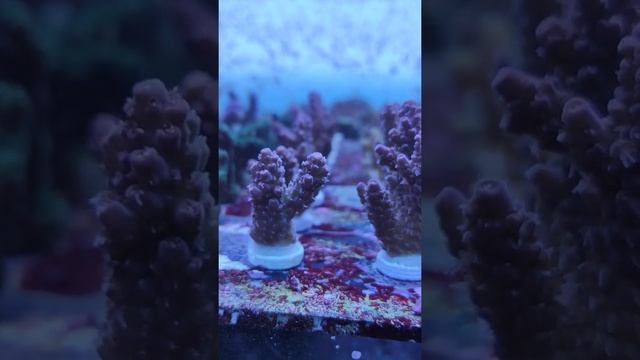 Acropora Spathulata Millepora смотреть онлайн