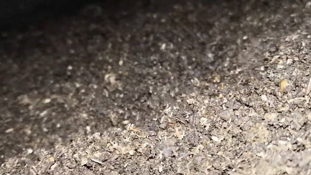 Дендробена. НАЧАЛО НАЧИНАНИЯ ДЕЙСТВУЮЩИЕ ЛИЦА (часть 1) смотреть онлайн