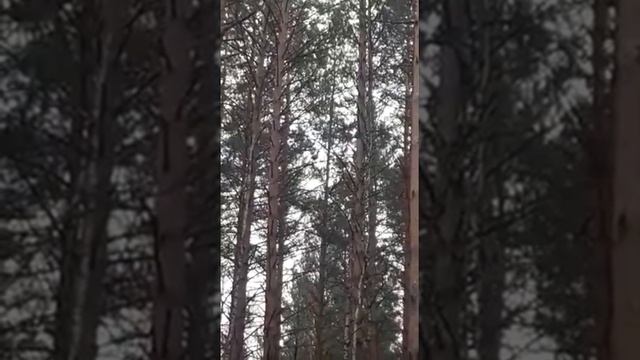 самка глухаря или капалуха! смотреть онлайн