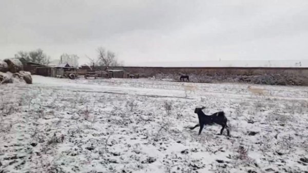 Наше стадо коз! Болталка о козах и не только)