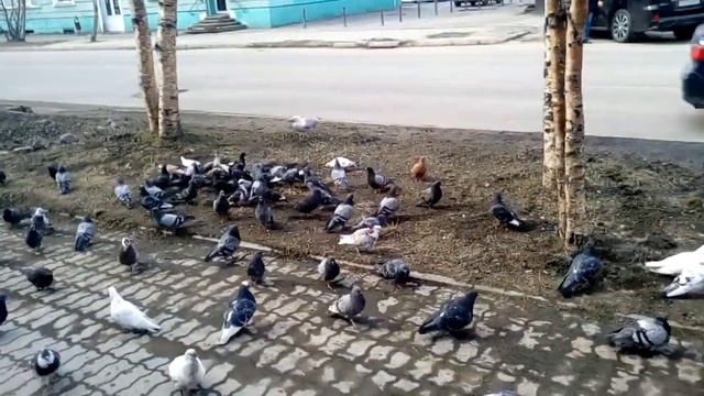 Охота чайки на голубей. Мурманск первомай 2019. смотреть онлайн