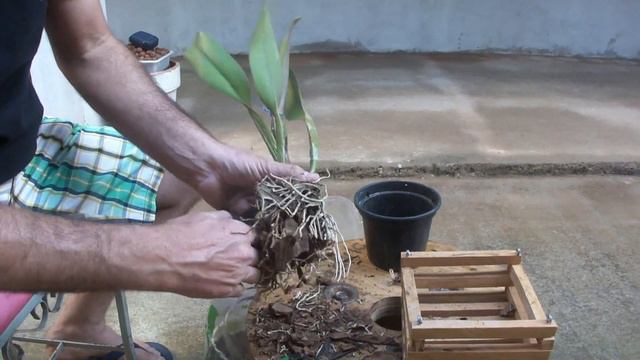 Replantio de cattleya em cachepo. смотреть онлайн