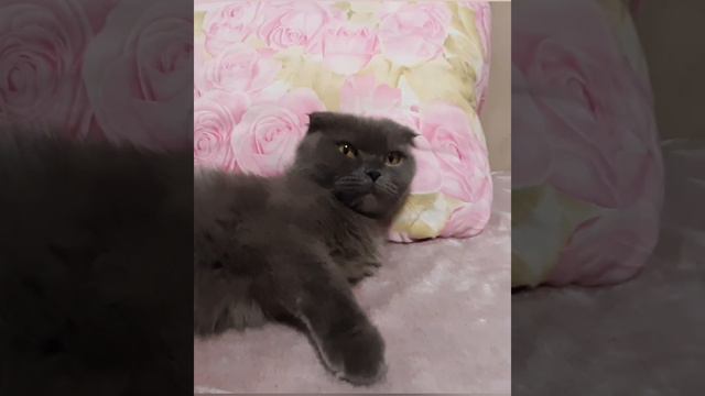 Кошка хочет спать!🥰 смотреть онлайн