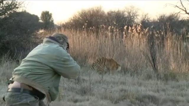 Tigers mating at Tiger Canyons. смотреть онлайн