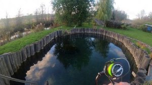 Форель радужная. Ловля форели в пруду.