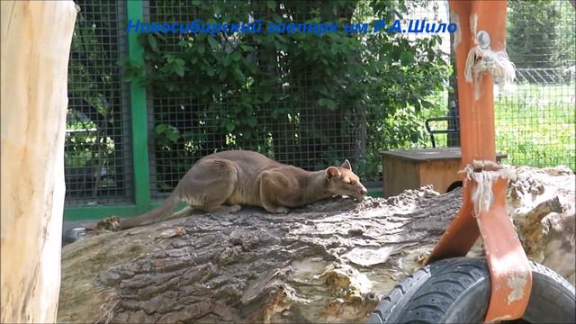 Фосса наблюдает за соседкой и валяется на бревне 20.05.2021 смотреть онлайн