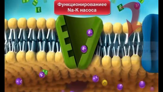 Калиево-натриевый насос. смотреть онлайн