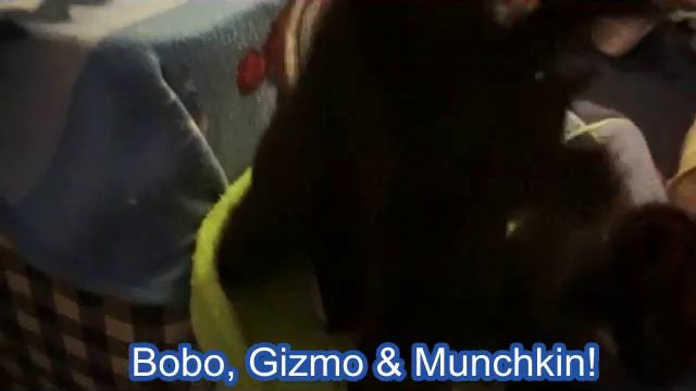 Bobo, Gizmo & Munchkin смотреть онлайн