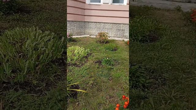 городские цветники смотреть онлайн