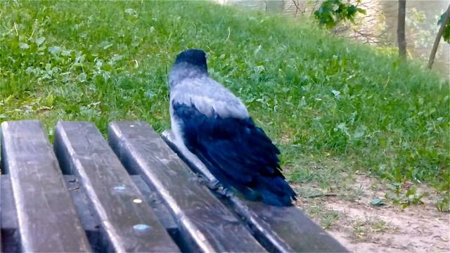 Вороненок. Птенец Вороненок Переговаривается с Сородичами Воронами. Вороны Каркают. Футаж Вороны смотреть онлайн