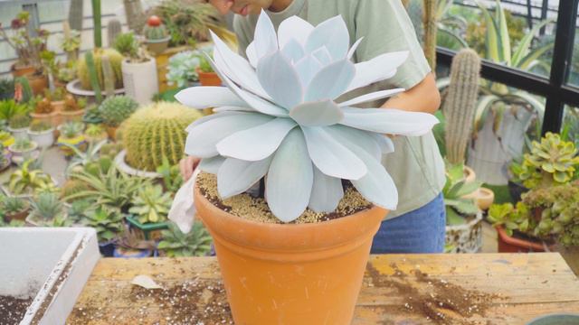 Repotting 12 Years Old Echeveria 'Cante' // Joy Garden Succulent смотреть онлайн