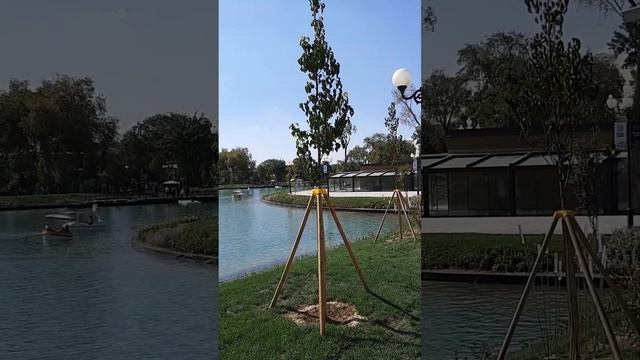 Парк им. Навои в Ташкенте #shorts смотреть онлайн