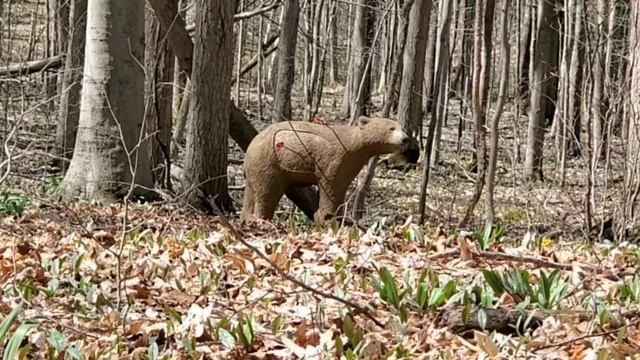 Trad Archery 3D Shoot! Part 2 смотреть онлайн