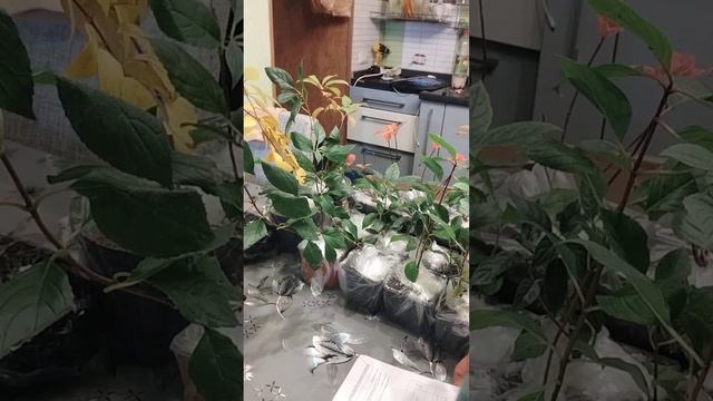 Посылка сюрприз 2)распаковка гортензий??? смотреть онлайн