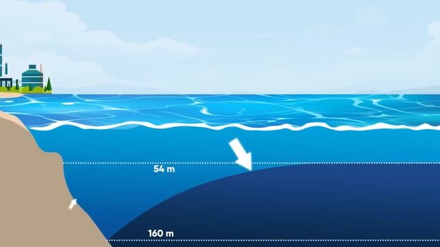 Вот Чего Боятся Акулы и Косатки