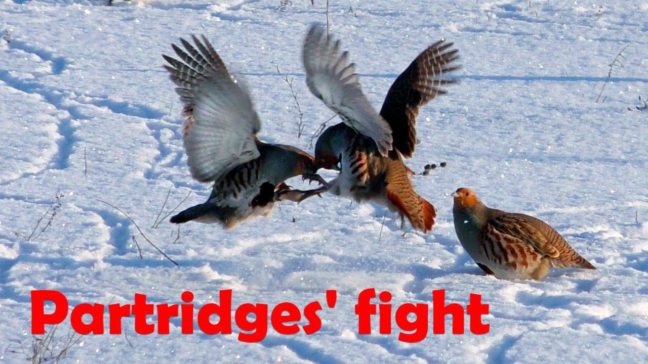 Эксклюзив! Бои куропаток в дикой природе / Partridges' fights смотреть онлайн