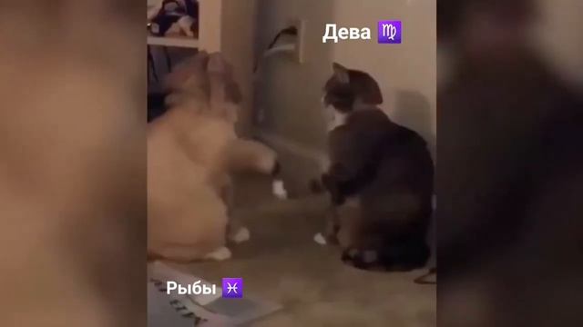 СМЕШНЫЕ ЖИВОТНЫЕ КАК ЗНАКИ ЗОДИАКА