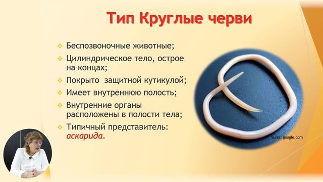 8й класс; Биология; "Тип Плоские черви, круглые черви, кольчатые черви" смотреть онлайн