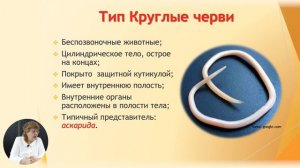 8й класс; Биология; "Тип Плоские черви, круглые черви, кольчатые черви"