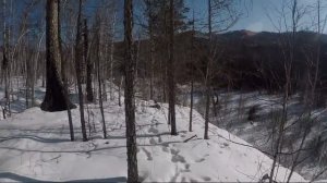 Попался 26й волк / ОХОТА НА ВОЛКА В БУРЯТИИ