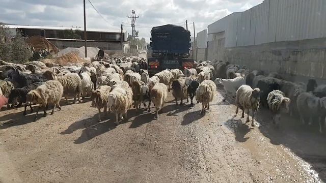 The last sheep to earth смотреть онлайн
