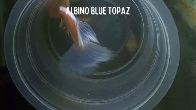 Guppy Fish Keeping - Guppy Master Breeders 001 | Grooming - Raising Guppy смотреть онлайн
