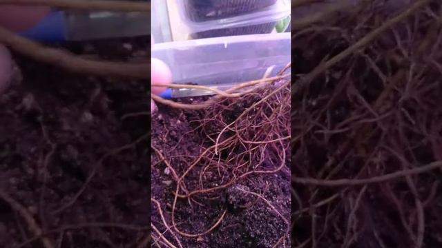 мой эксперимент по зимнему укоренению клематисов