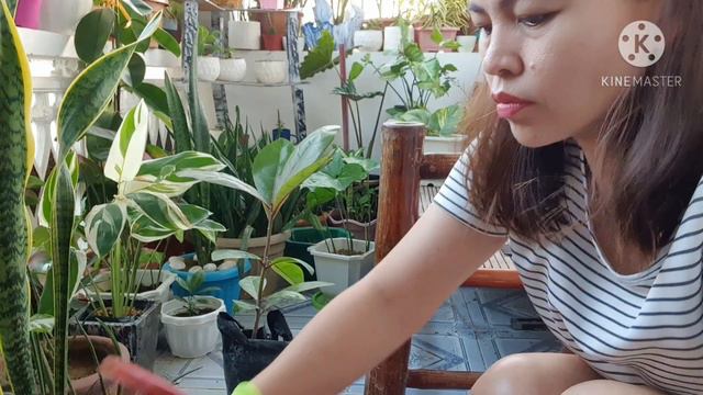 Botong Tree | Alternative for Fiddle Leaf Fig | Pearl Lifestyle TV смотреть онлайн