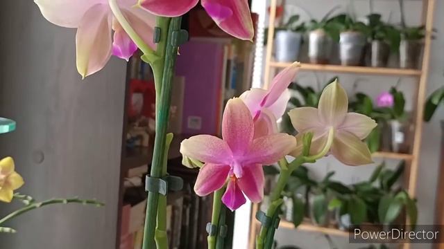 Долгожданная и желанная моя #орхидея_Лиодоро с сюрпризом!??? смотреть онлайн