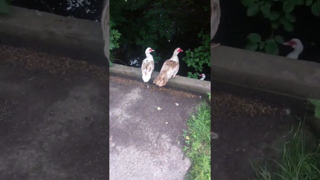 Качур і качки. смотреть онлайн
