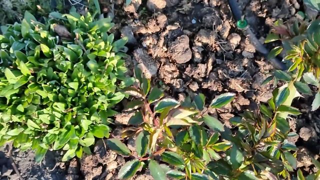 Садовый влог. Розы попали под заморозок, что делать? смотреть онлайн