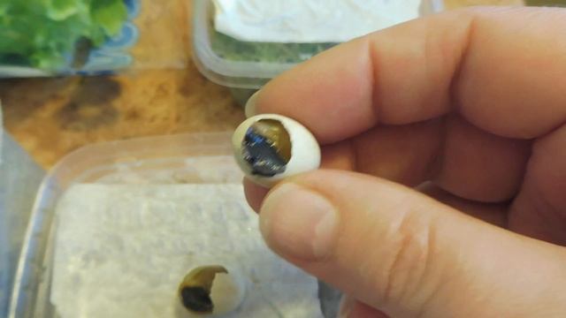 ИНКУБАЦИЯ ЯИЦ УЛИТОК АХАТИН , АРХАХАТИН ( МАРИ МИСТИК ) ПРОДАЖА УЛИТОК смотреть онлайн