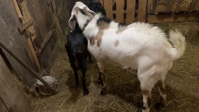 Кролики в яме-очень удобно! Коза выходит замуж! Поздняя поездка! Весна? смотреть онлайн