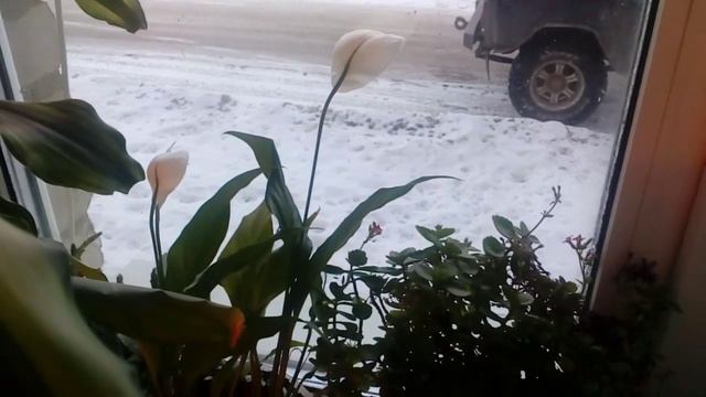 цветы домашним смотреть онлайн