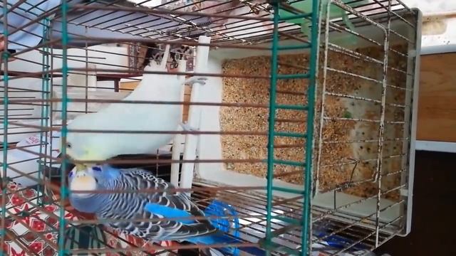 MUHABBET KUŞU YAKALADIM BUDGİE (Melopsittacus undulatus ) смотреть онлайн