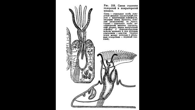 Мшанки смотреть онлайн