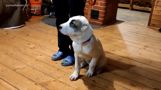 (Урок с Удачей 6) Хождение на свободном поводке и команда "Сидеть" смотреть онлайн