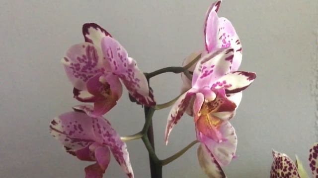 Совсем маленький обзор цветения на кухне(06.08.23) смотреть онлайн