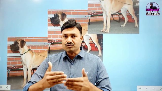 Dog ko Parvo bimari ka ilaj kaise hota hai / Parvo Treatment at vet Ramawat Dog care смотреть онлайн