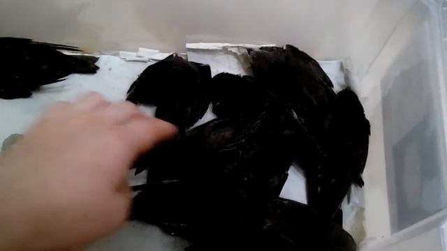 12.07.2016, 11 стрижей. смотреть онлайн