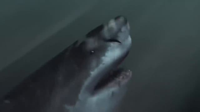 ДАХШАТЛИ МЕГАЛОДОН ПАЙДО БУЛГАНИ РОСТМИ смотреть онлайн