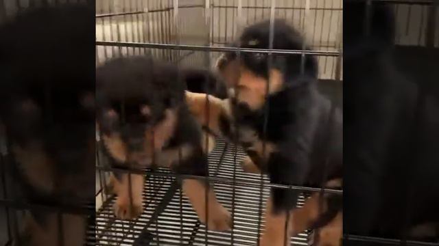 Милые щенки Ротвейлера сидят в клетке смотреть онлайн