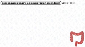 Толстый кишечник анатомия: строение толстой кишки, топография, функции, связки, анатомия жкт