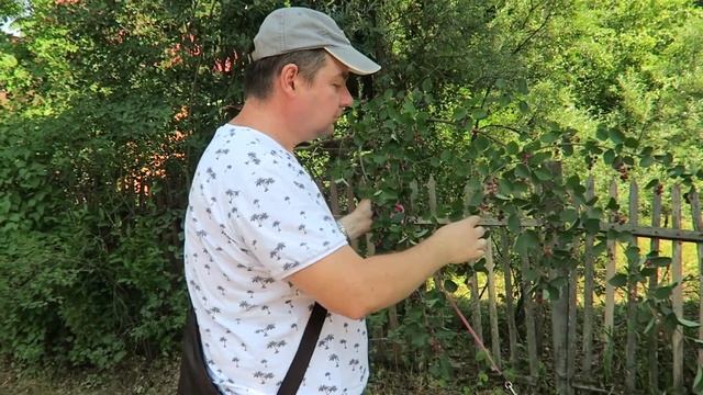 Отдых в подмосковье летом на даче! Сбор урожая! Ирга ягода детства рвём у соседей! Наша Плотина смотреть онлайн