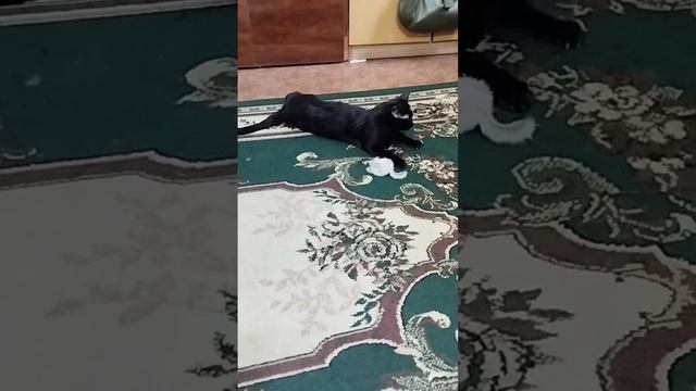 любимая игрушка для кошек 😊 смотреть онлайн