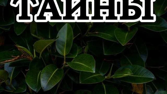 Книга Мирдада — За завесой тайны смотреть онлайн