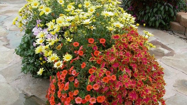 Calibrachoa смотреть онлайн