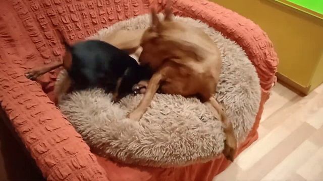 щенок цвергпинчера и пинчер в одной лежанке смотреть онлайн