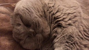 Кошка мурлычет целый час, Кошка мурчит целый час